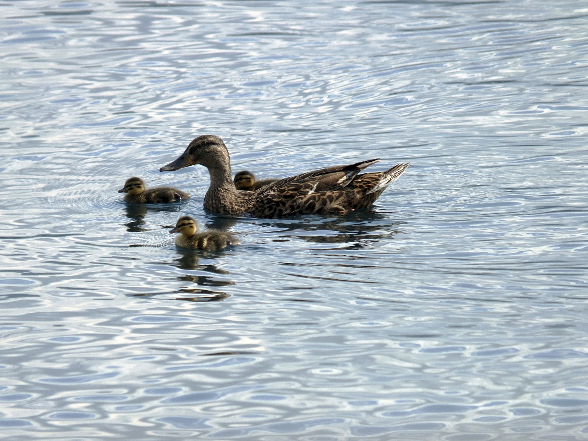 In viaggio con mamma...