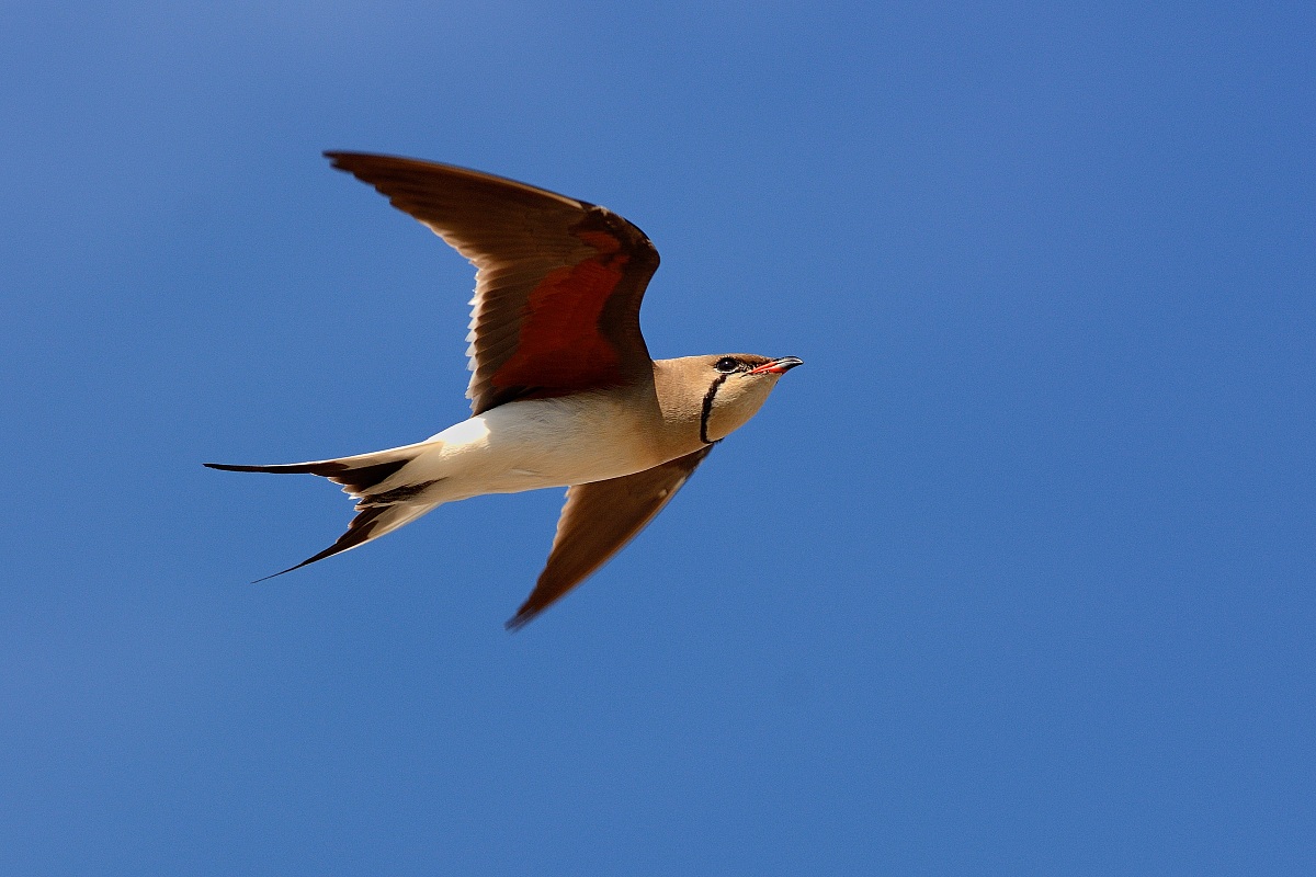 Pratincole