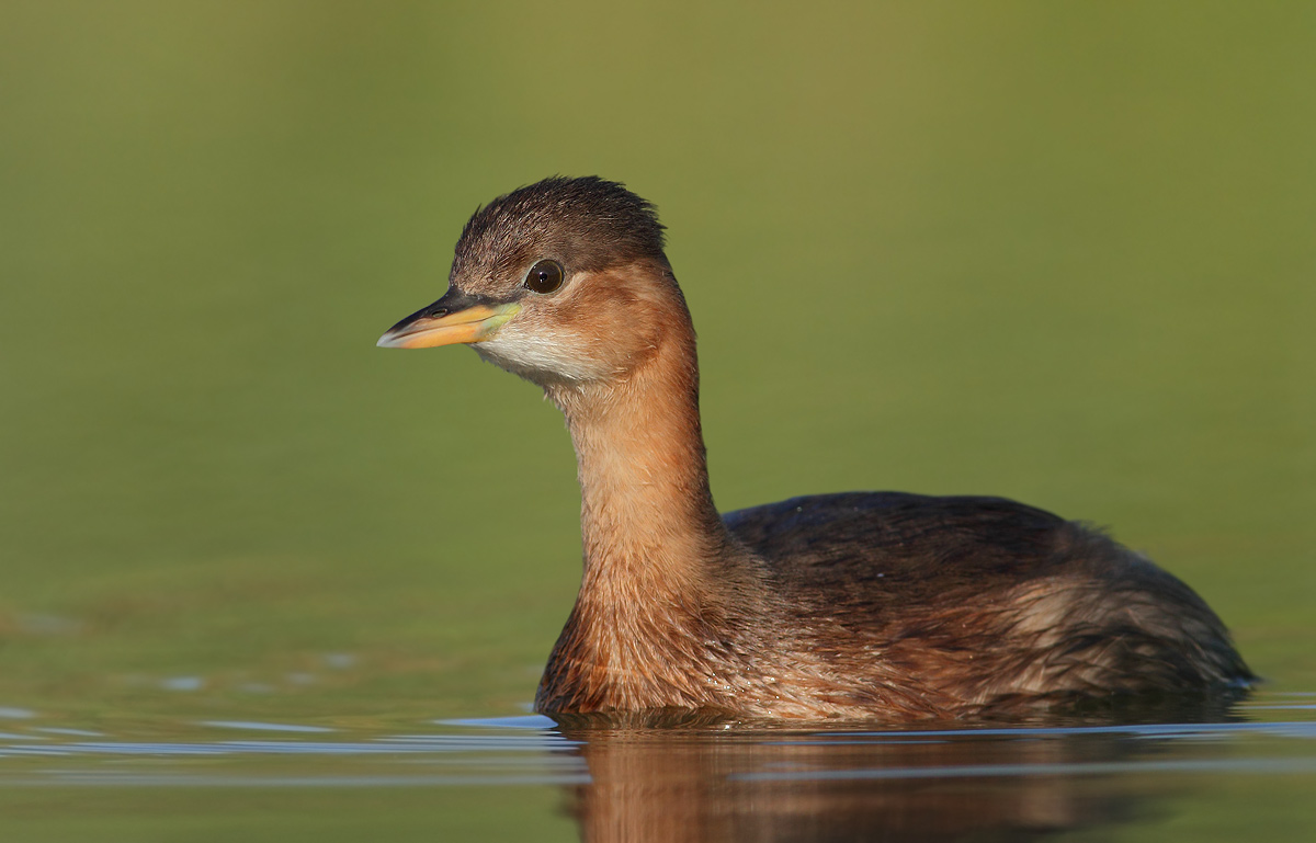 Little Grebe
