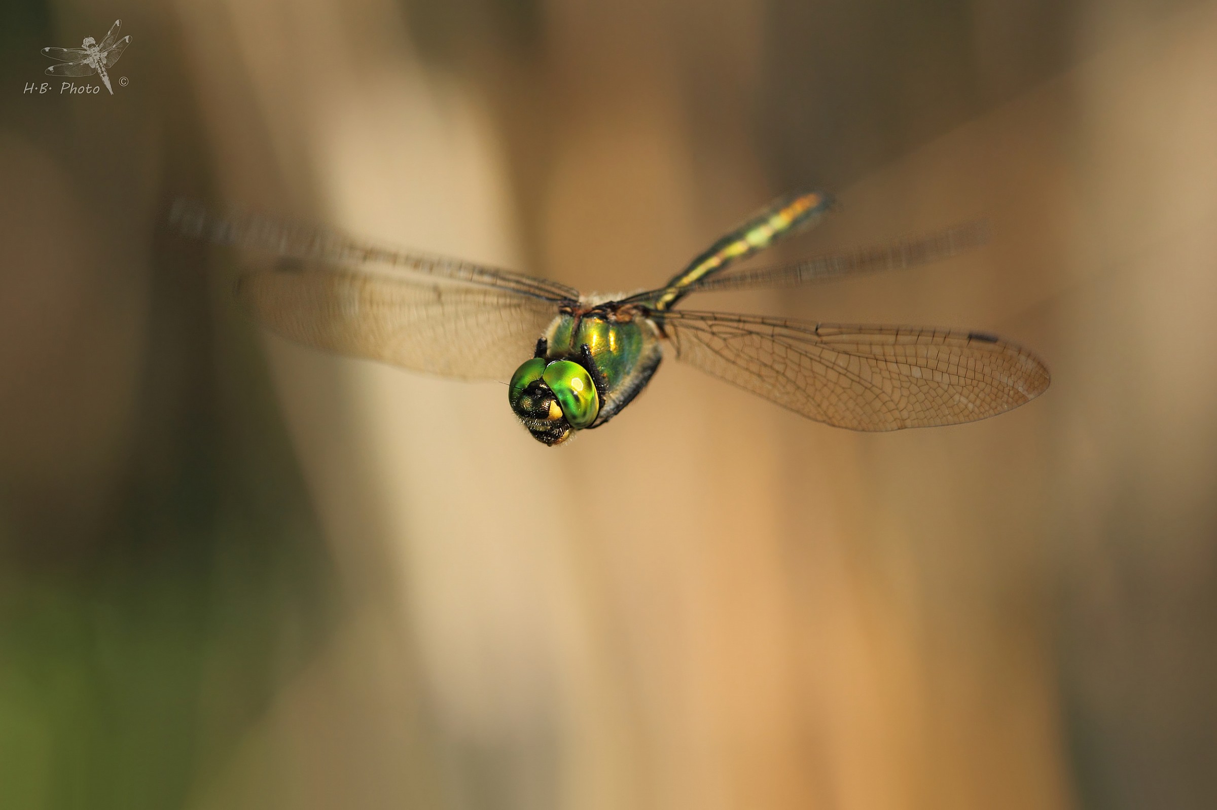 Somatochlora metallica, male