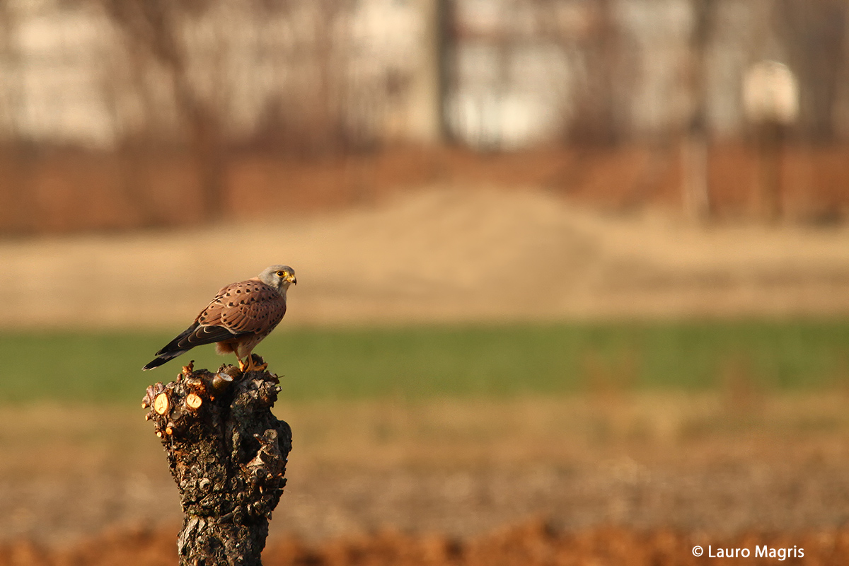 Male kestrel