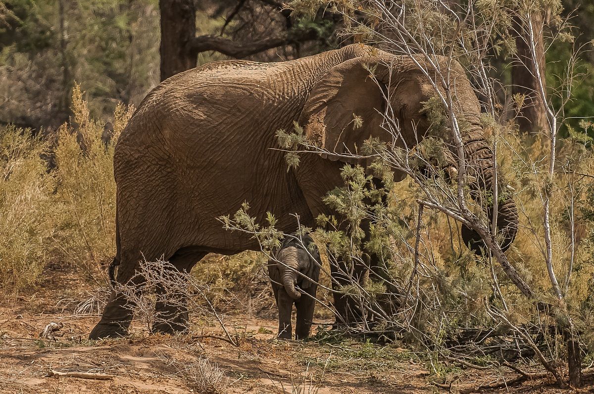 Elefanti del Damarland