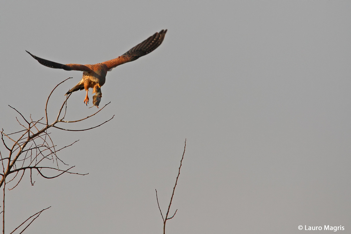 Flying with breakfast