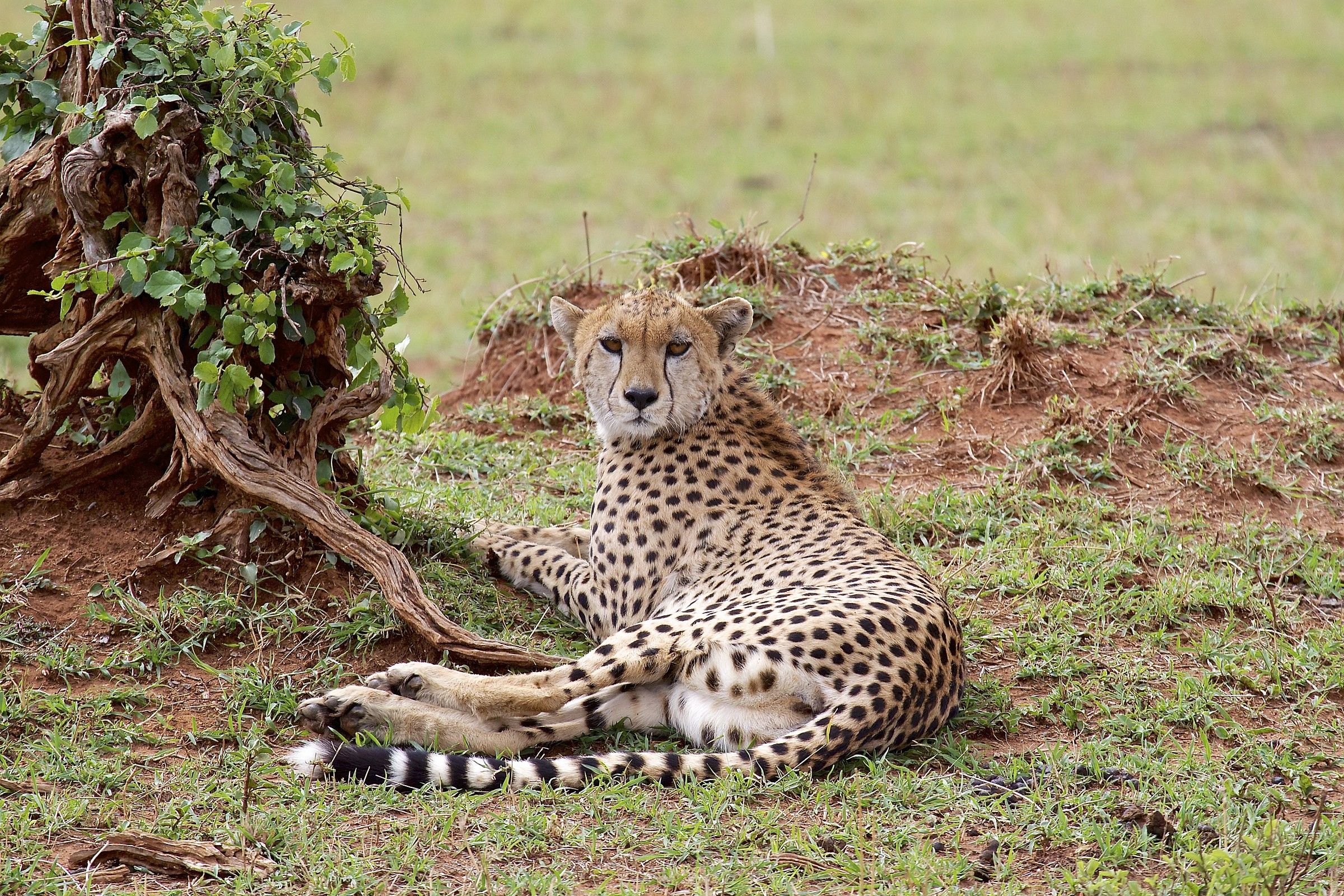 Incontro ravvicinato