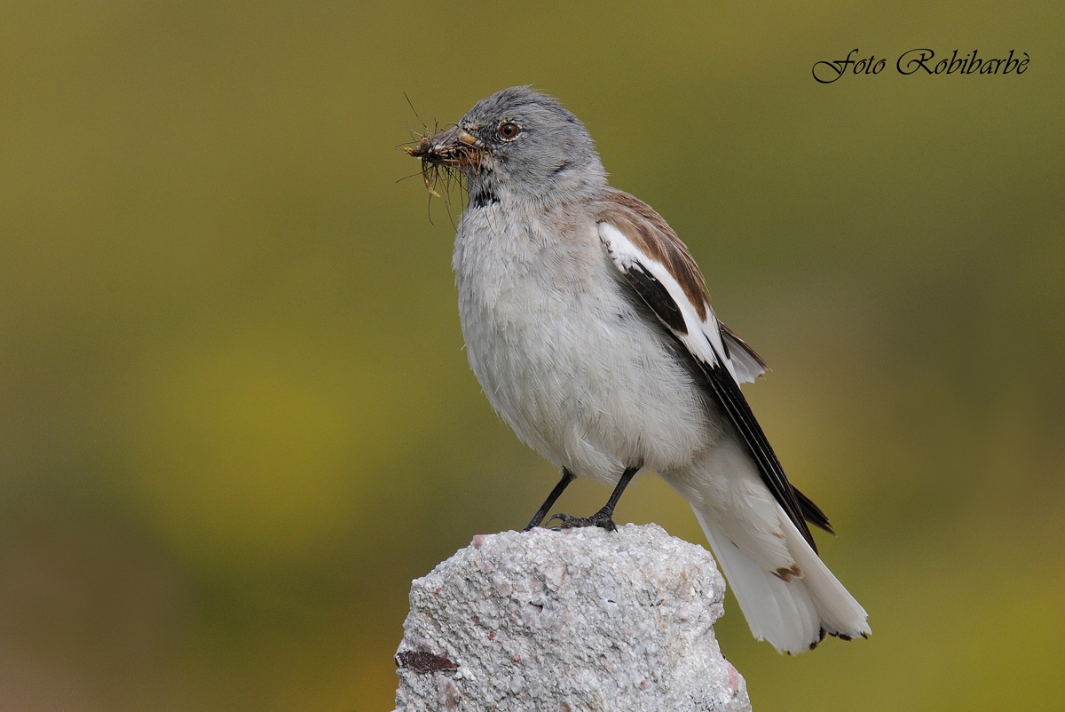 Fringuello alpino...