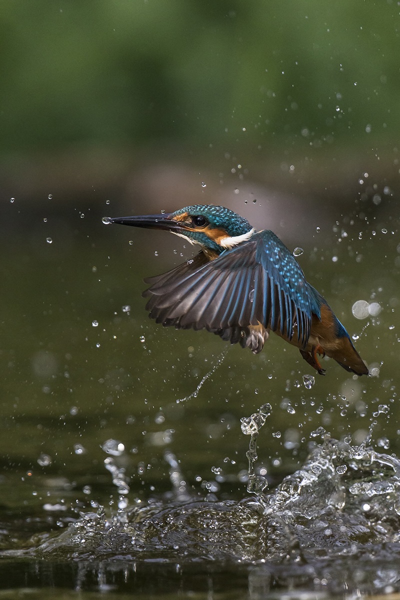 kingfisher
