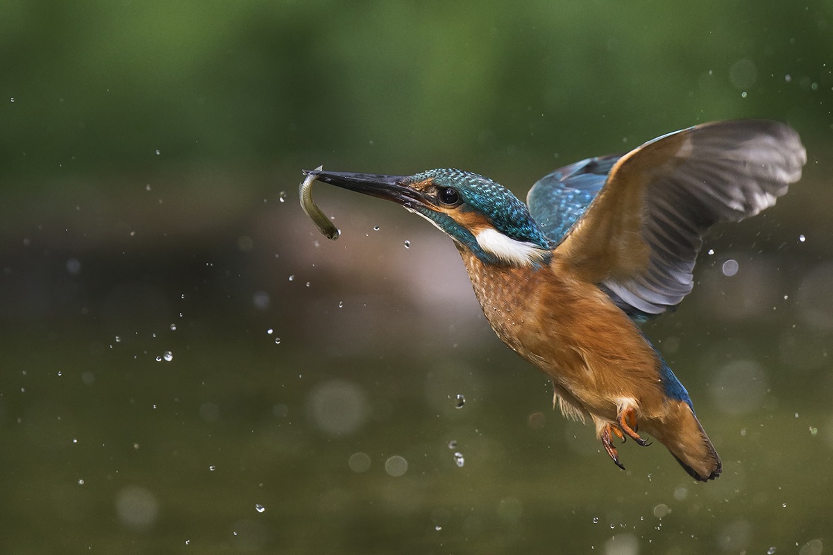 kingfisher