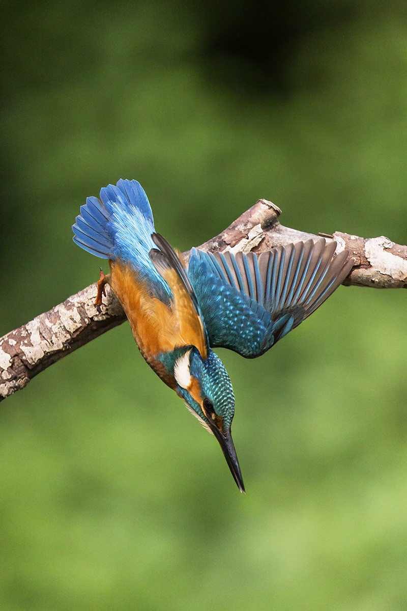 kingfisher diving