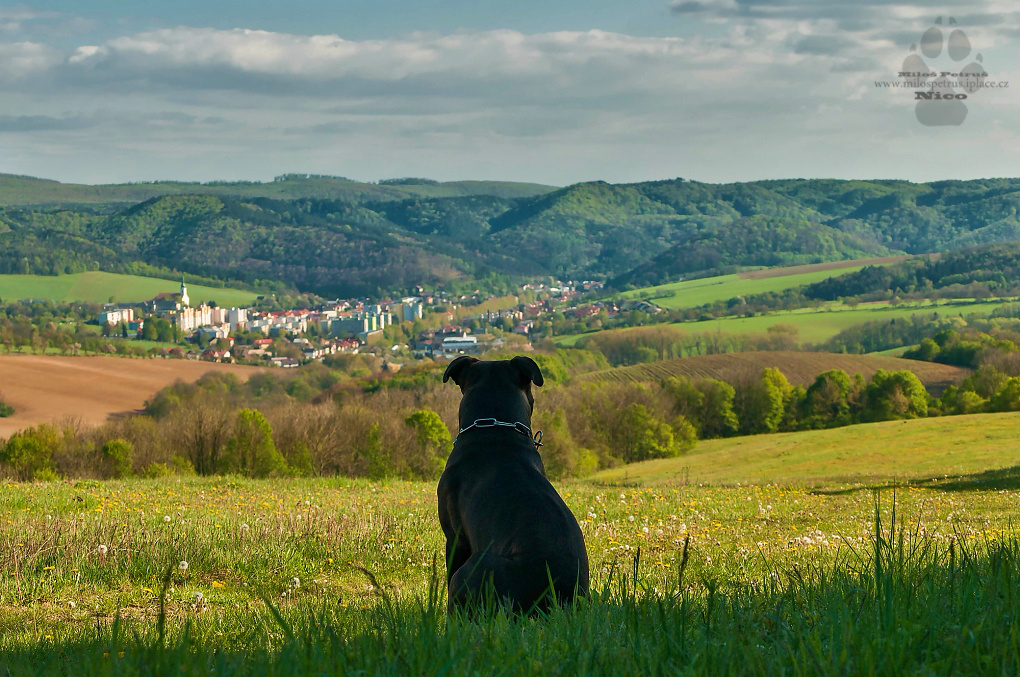 guardiano dei Carpazi