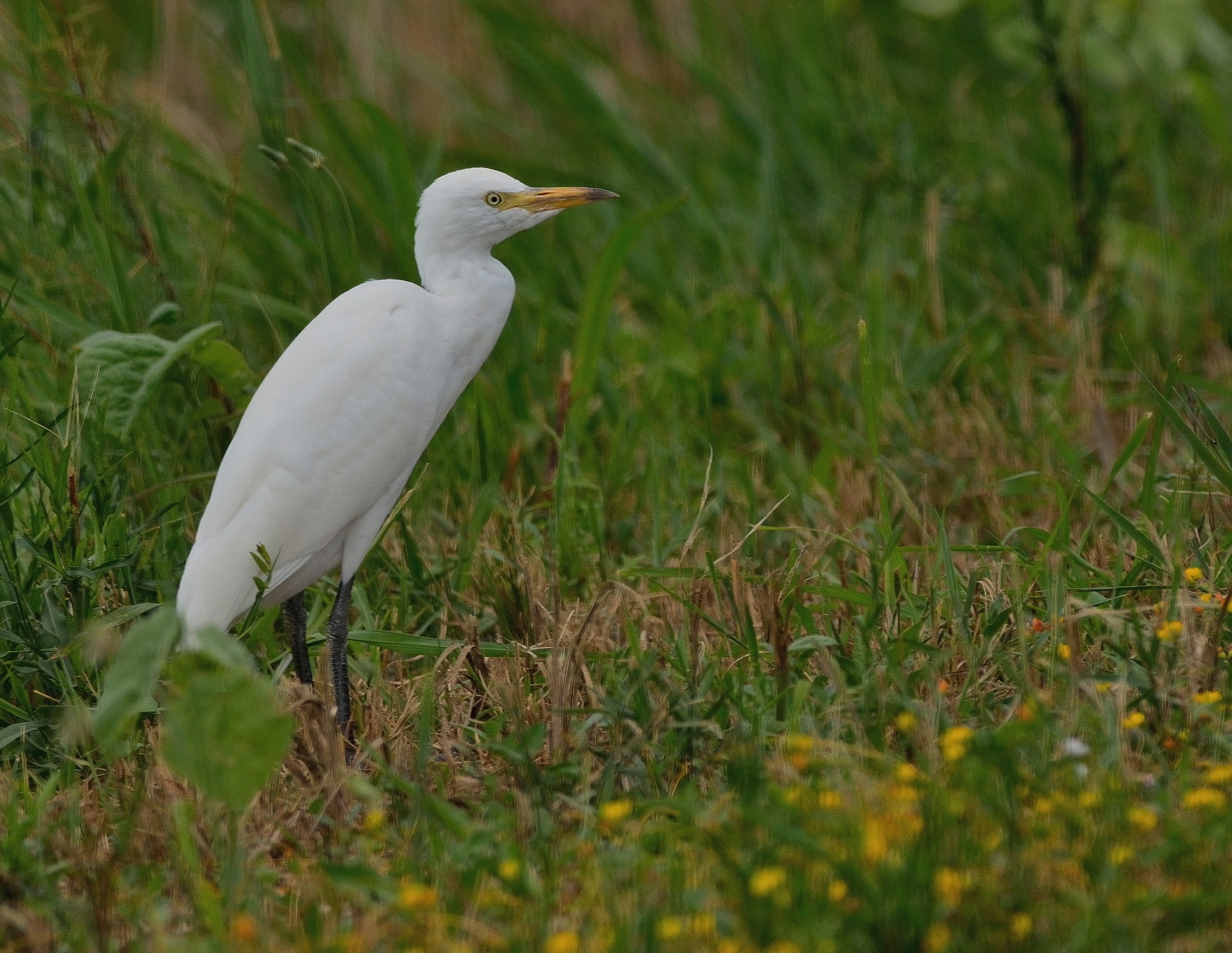 Heron Egret
