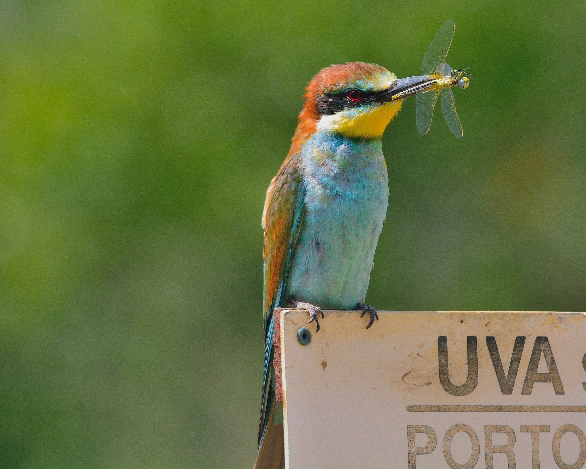 Bee-eater with dragonfly 2