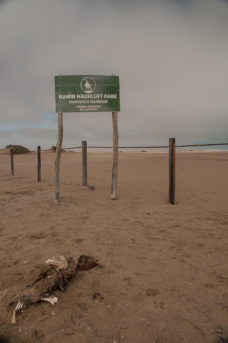 Natura spietata ( foca )