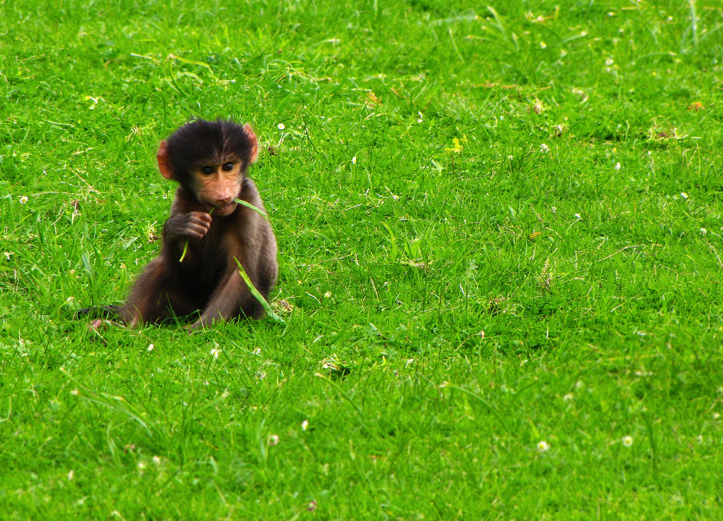 Baby Baboon