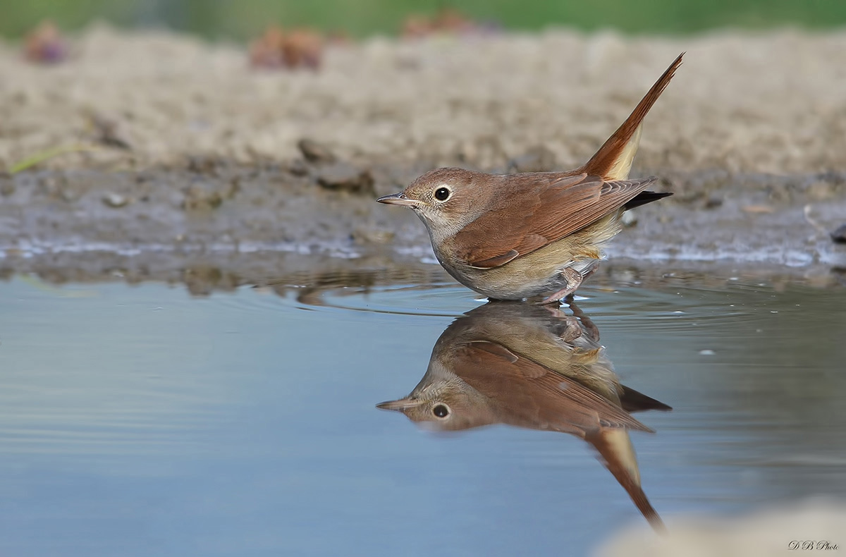Nightingale to the pool.