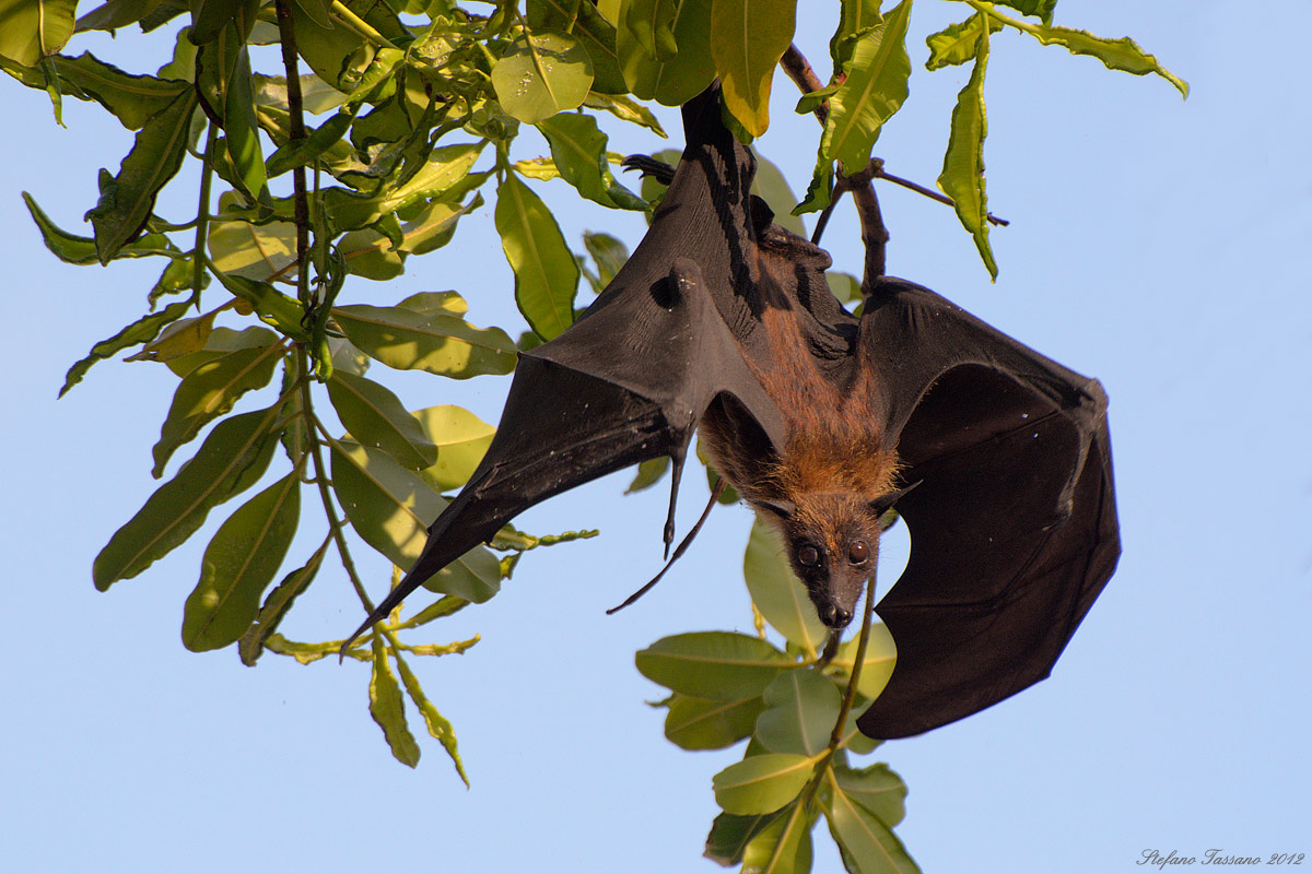 Pteropus vampyrus