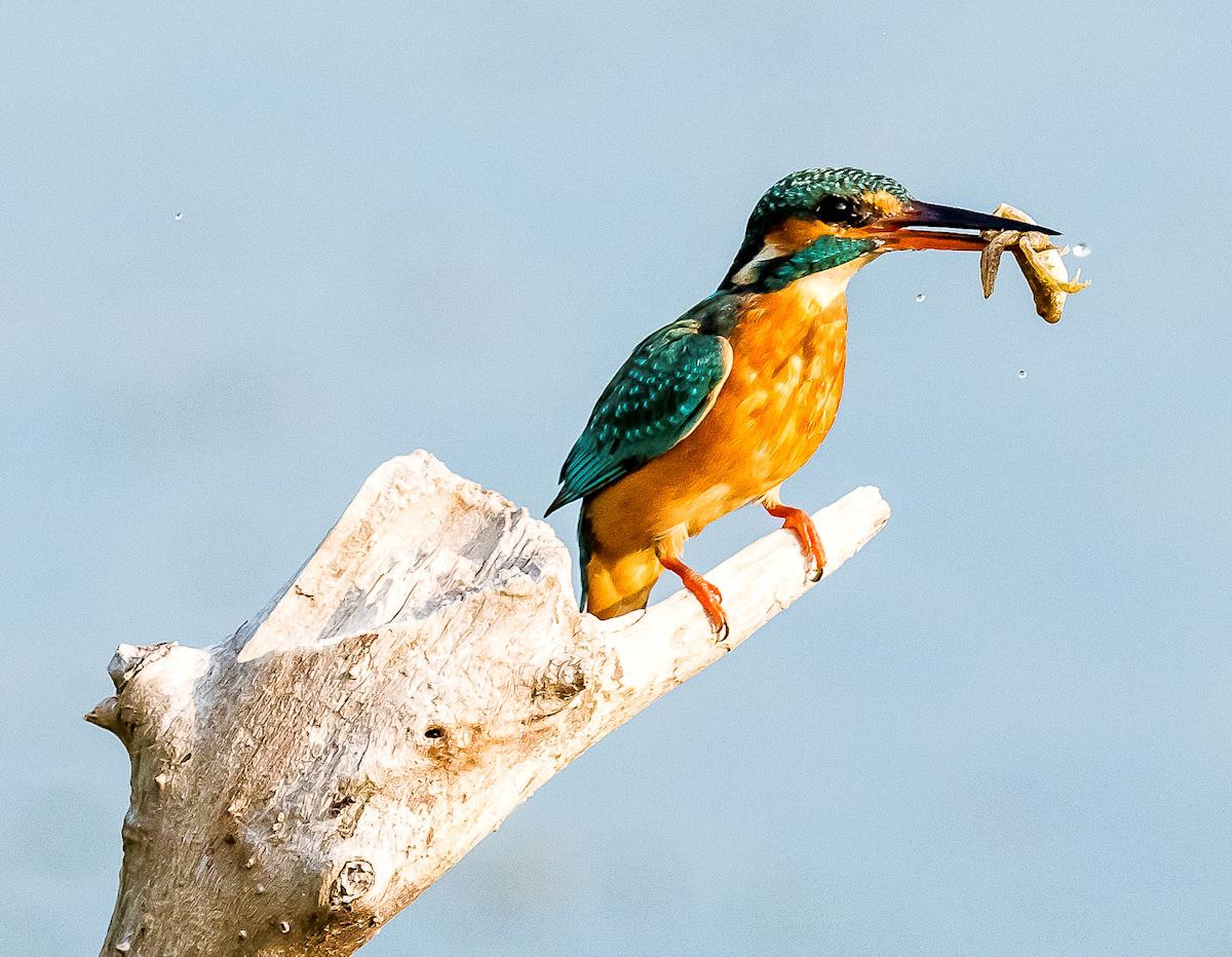 martino con ranocchio1