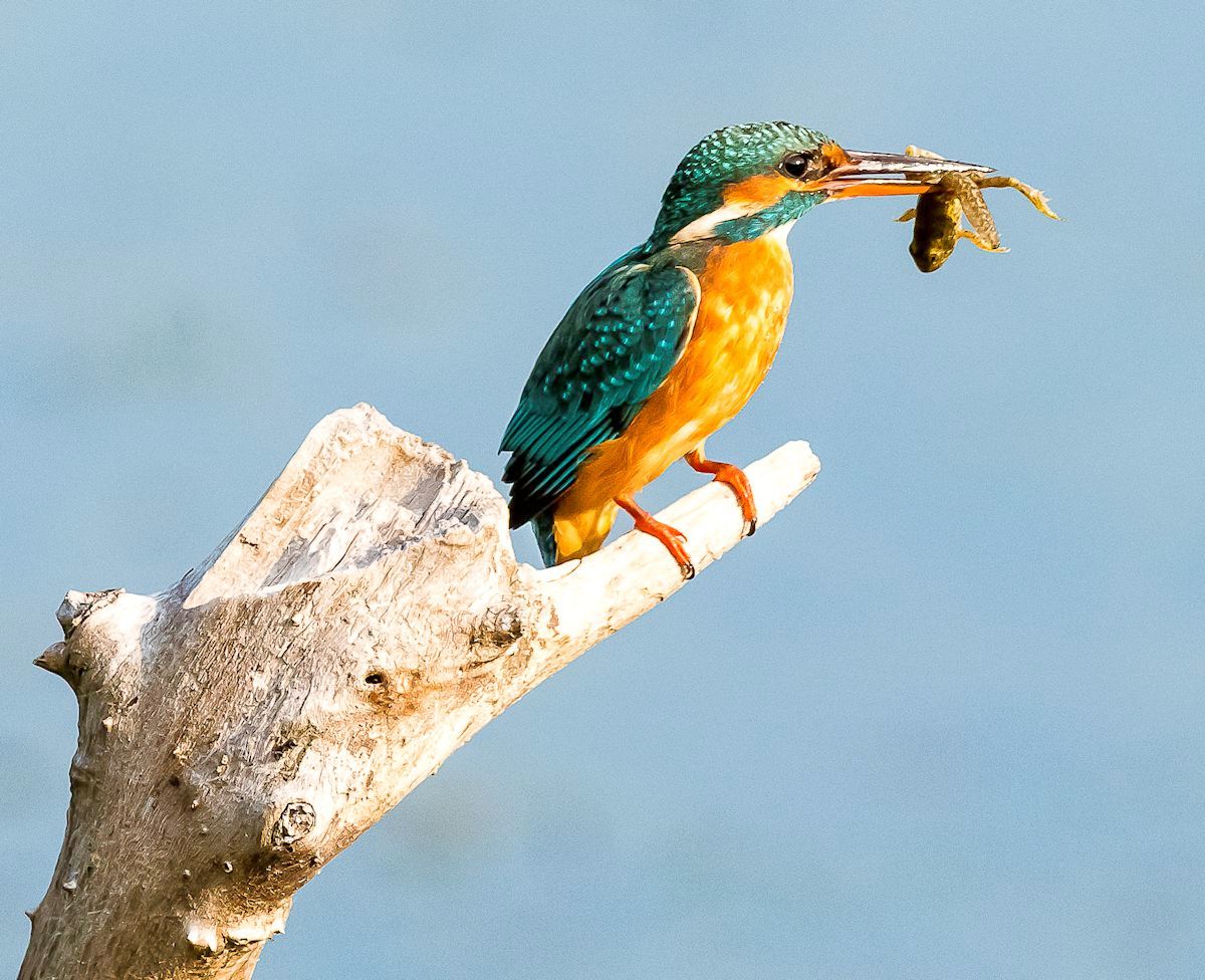 martino con ranocchio 2