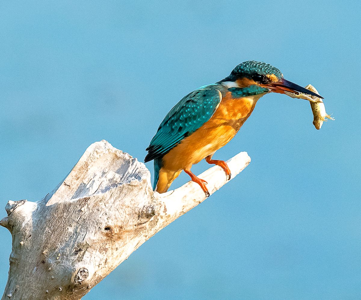 martino con ranocchio 4