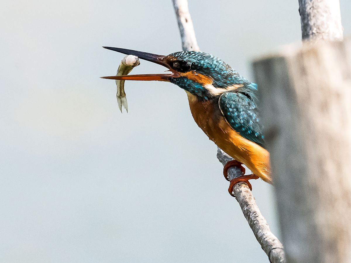 martino e il pesciolino 4