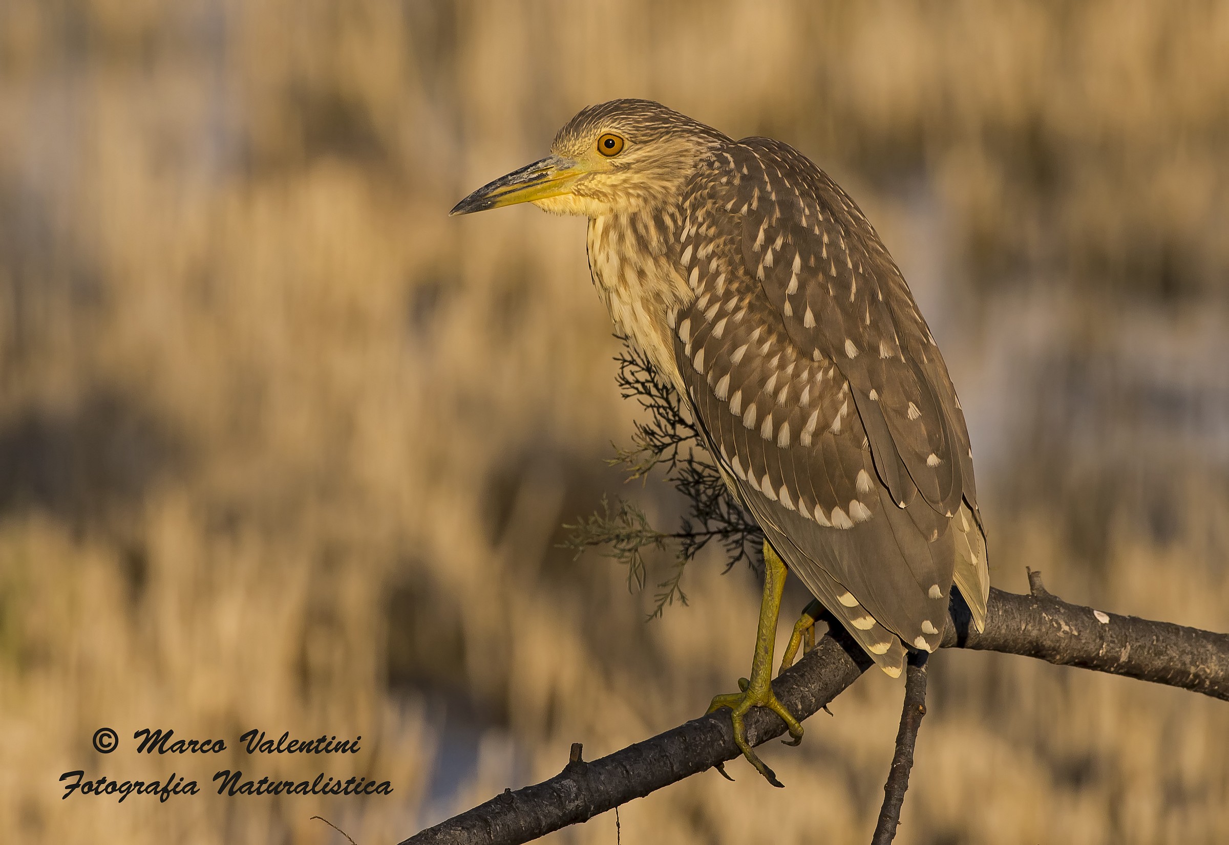 Sunset night heron