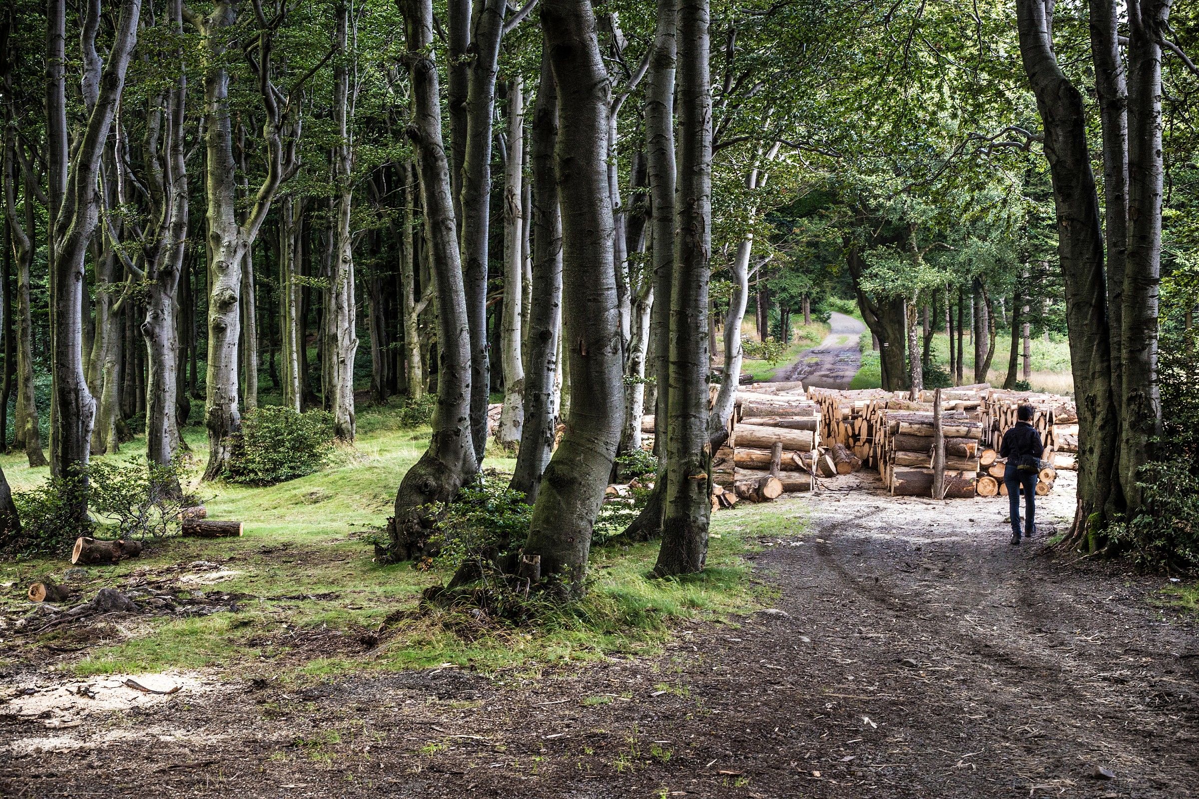 Trail in the great owl 3