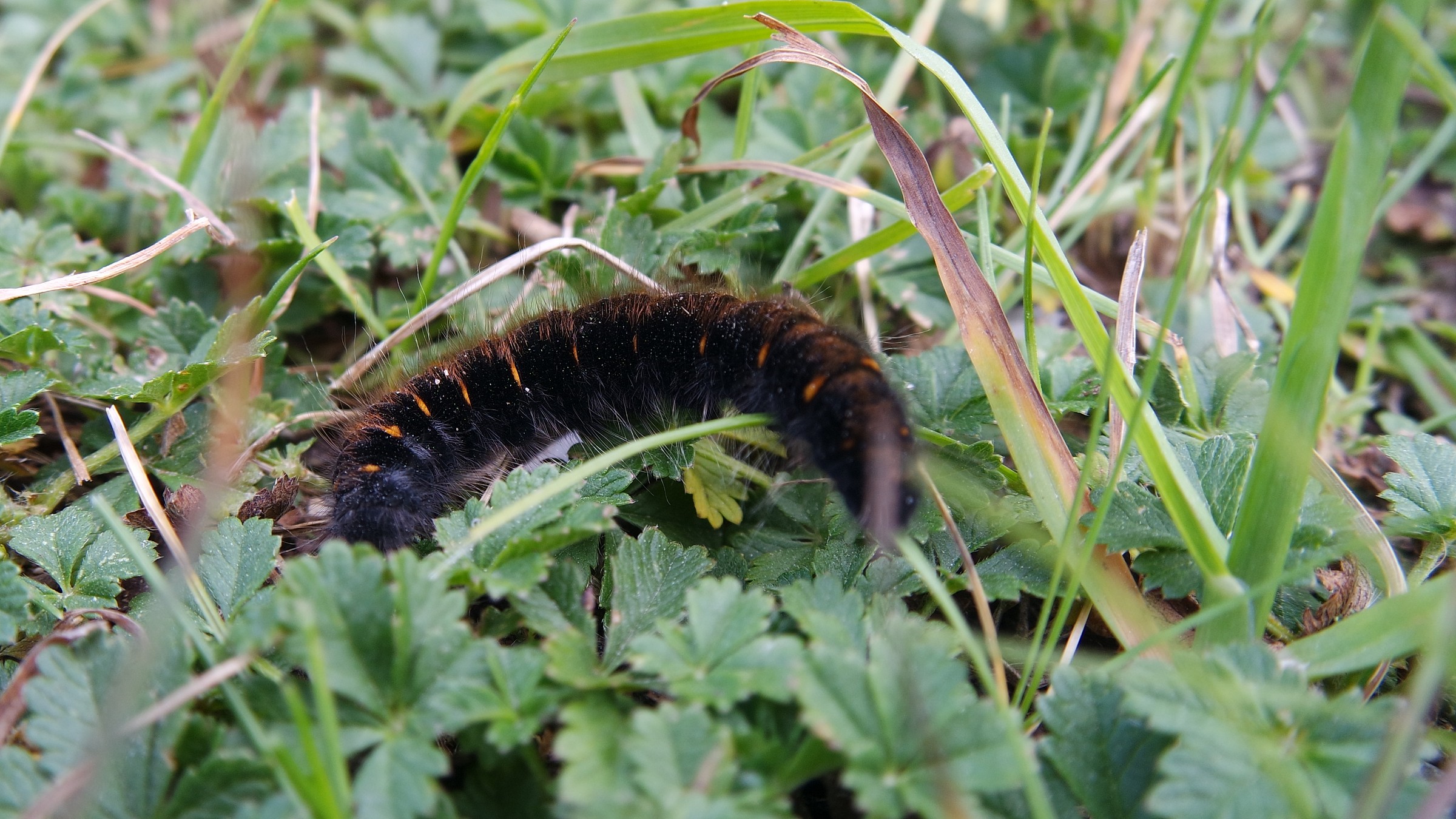 Caterpillar