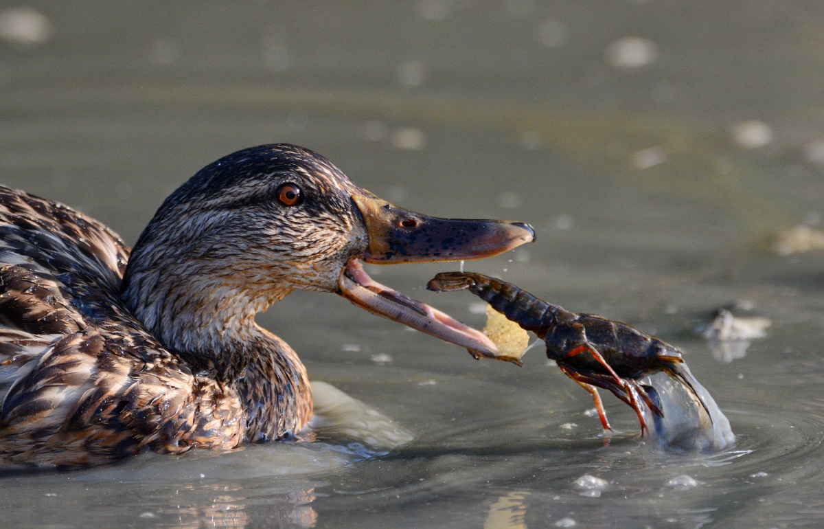 La fame è fame......