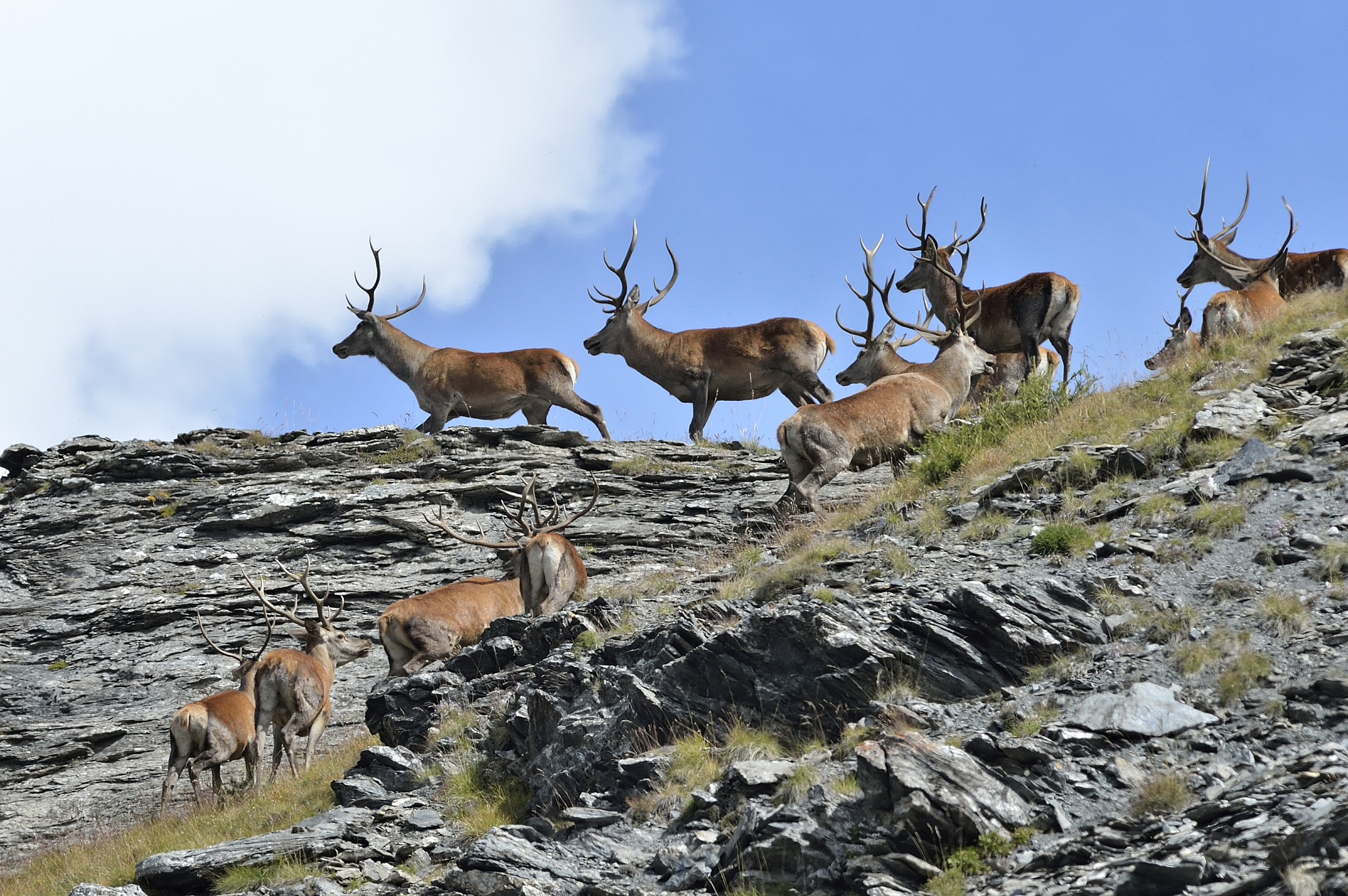 group of deer