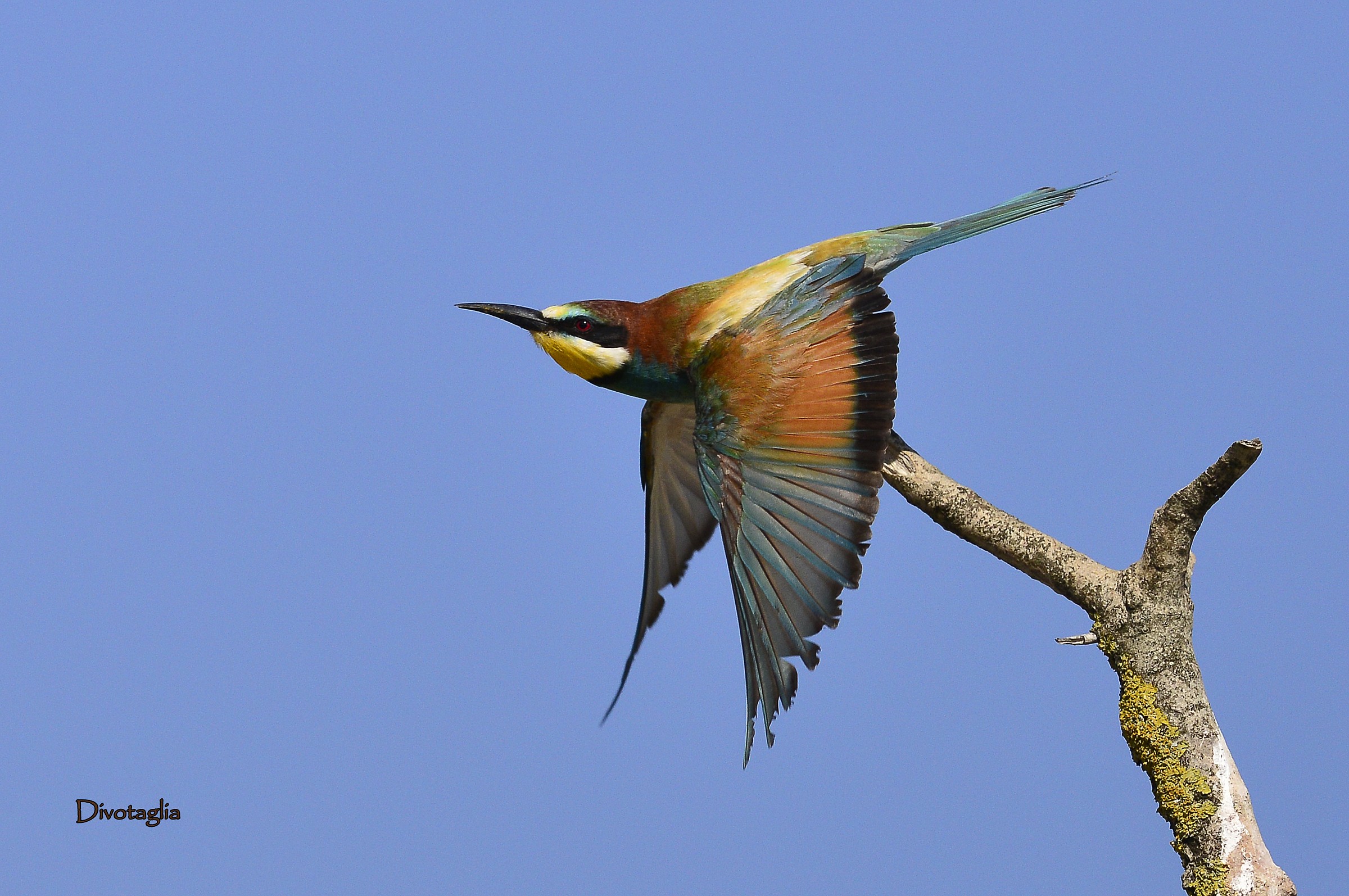 Old bee-eater