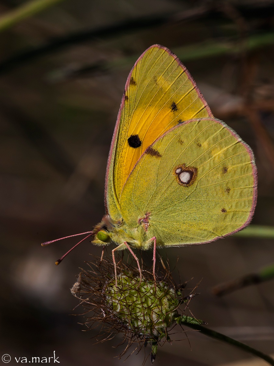 Colias crocea