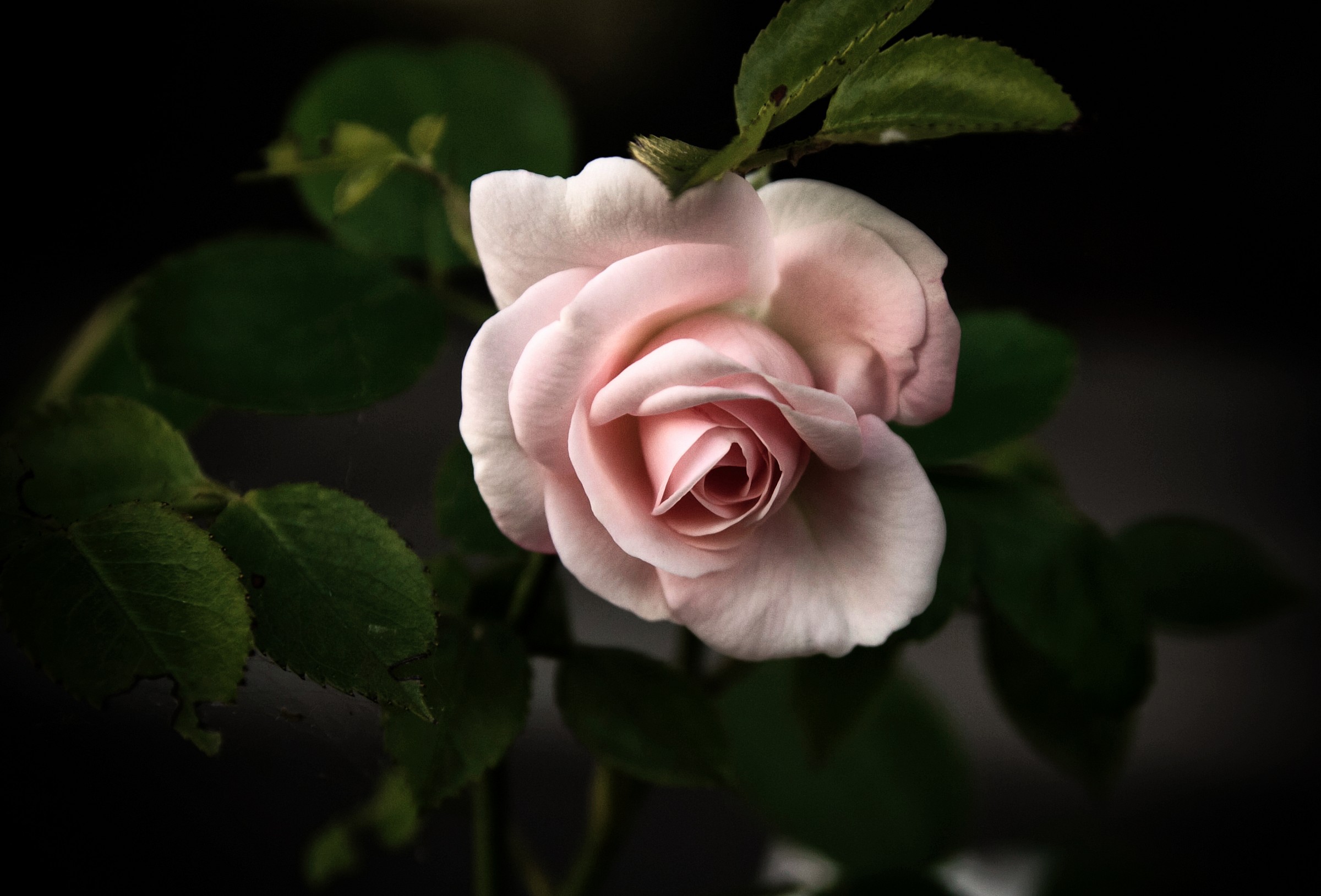 Delicatezza............