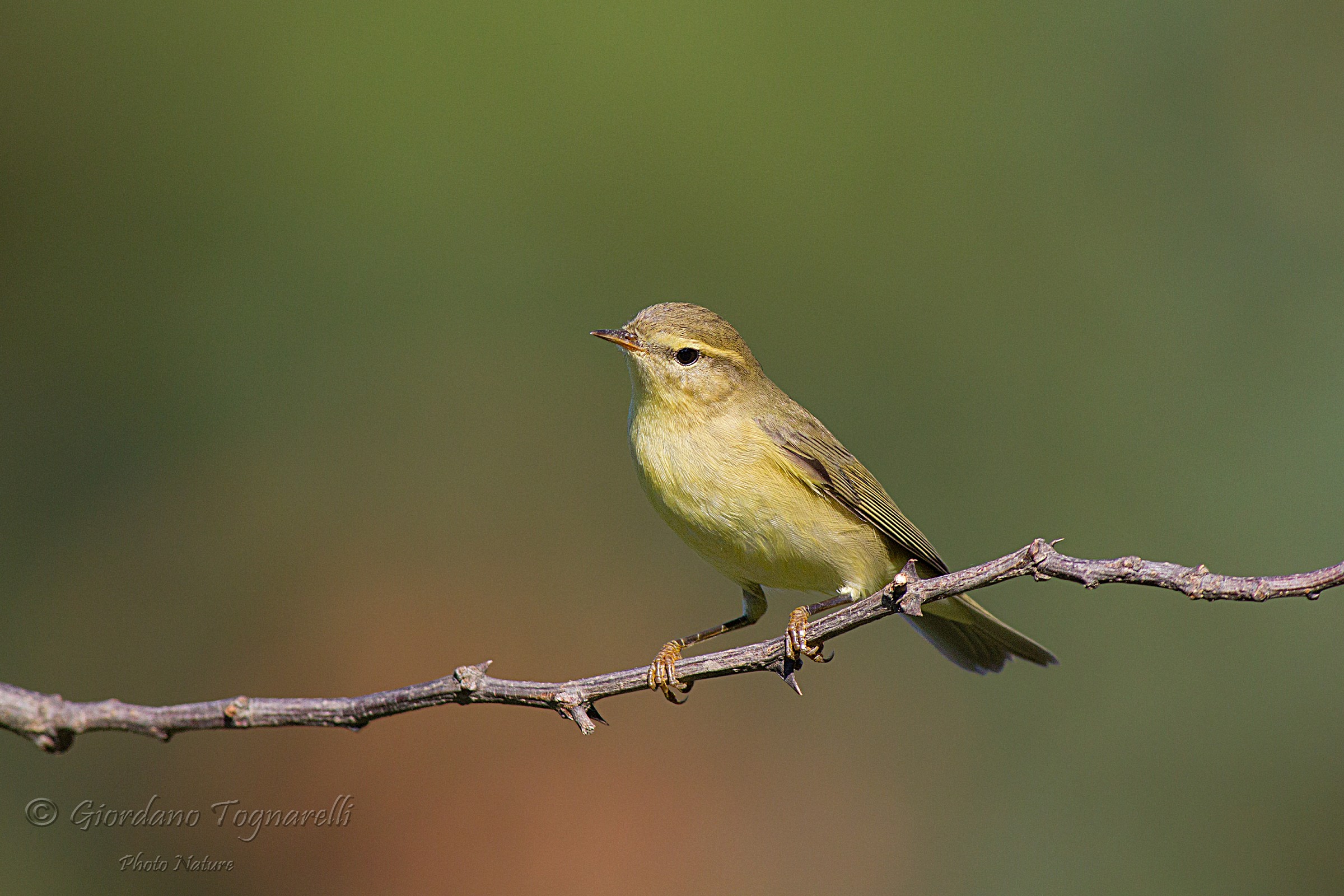 Willow Warbler (Phylloscopus trochilus)