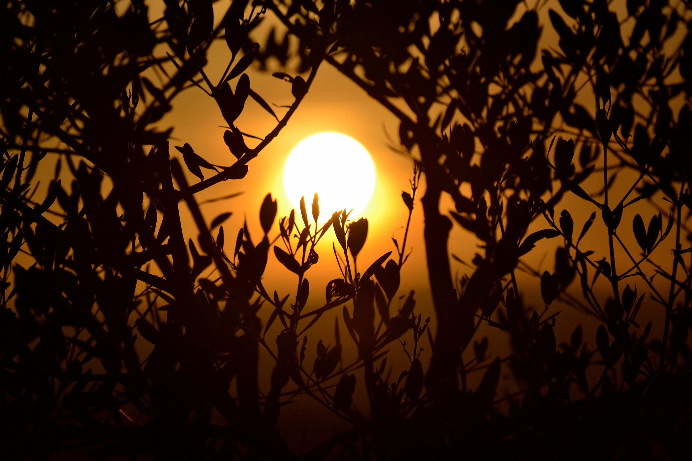 Il sole fra gli ulivi