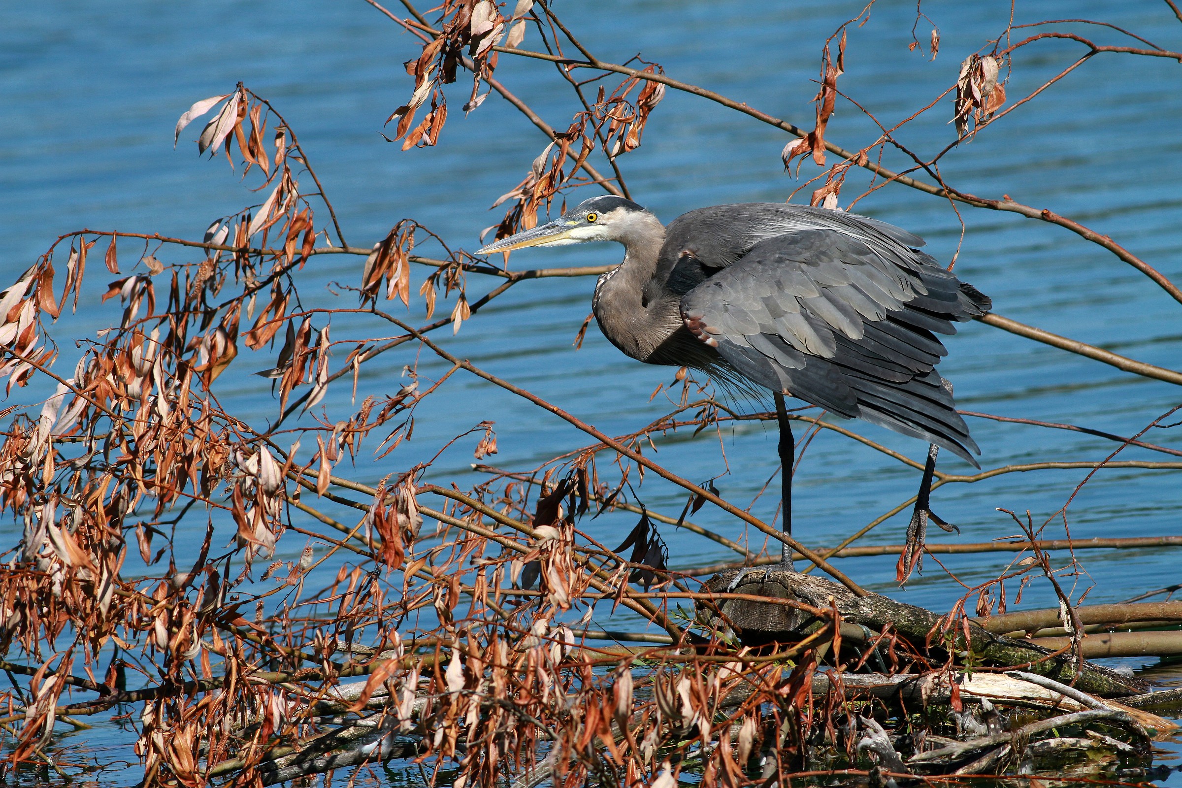 Hiding in Plain Sight