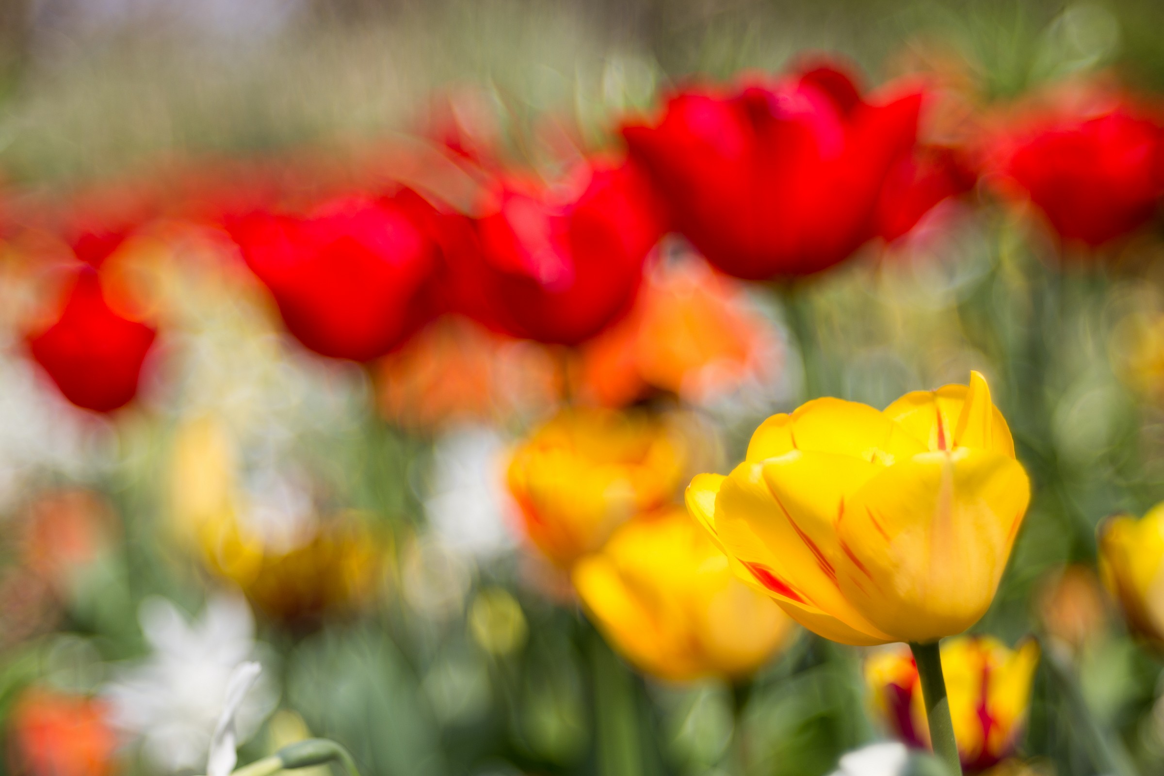 Tulipani,Olio su tela