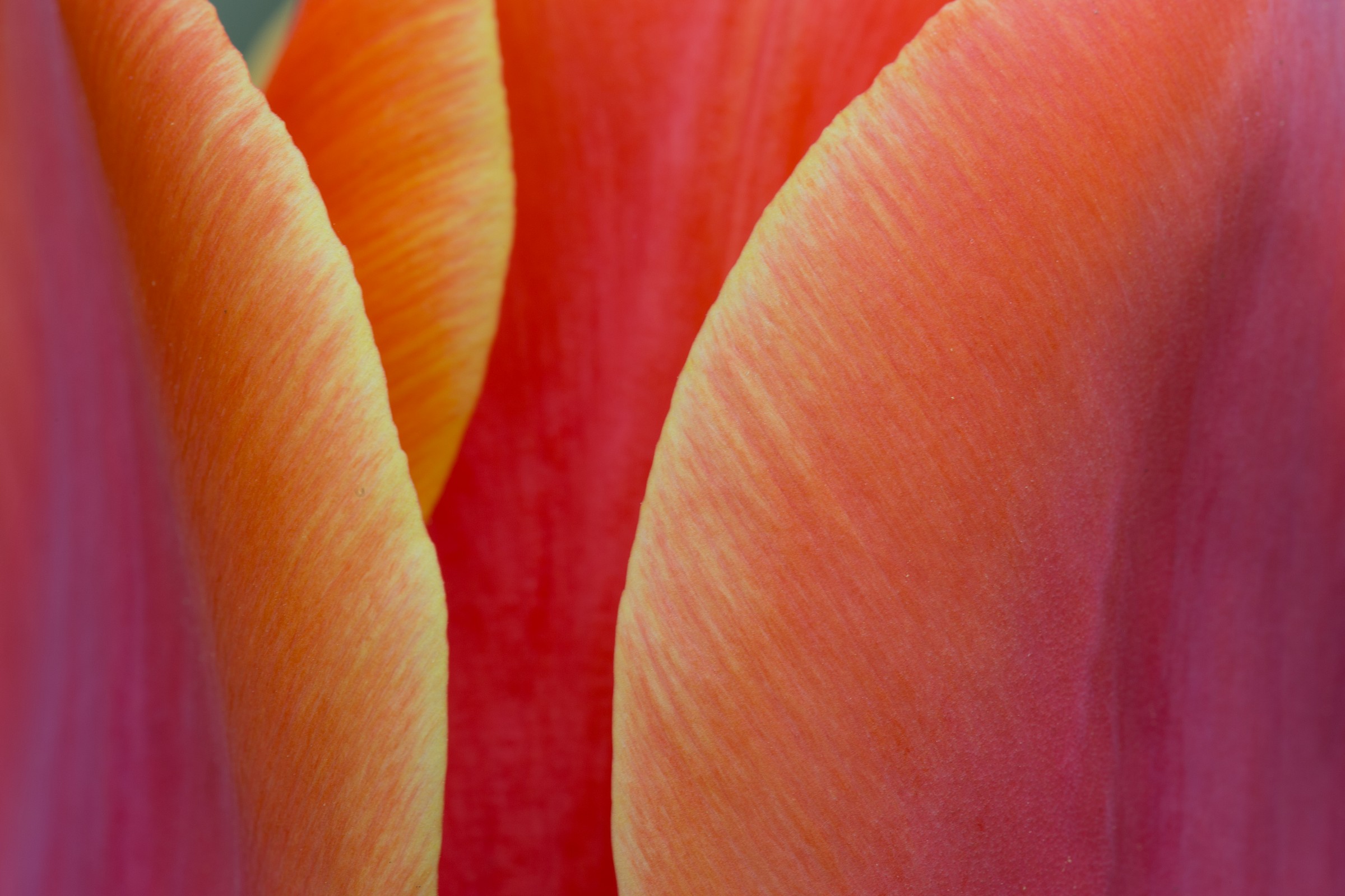Detail of tulips