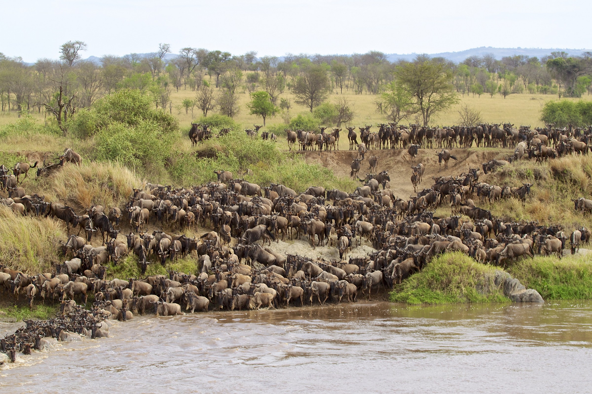 La grande migrazione