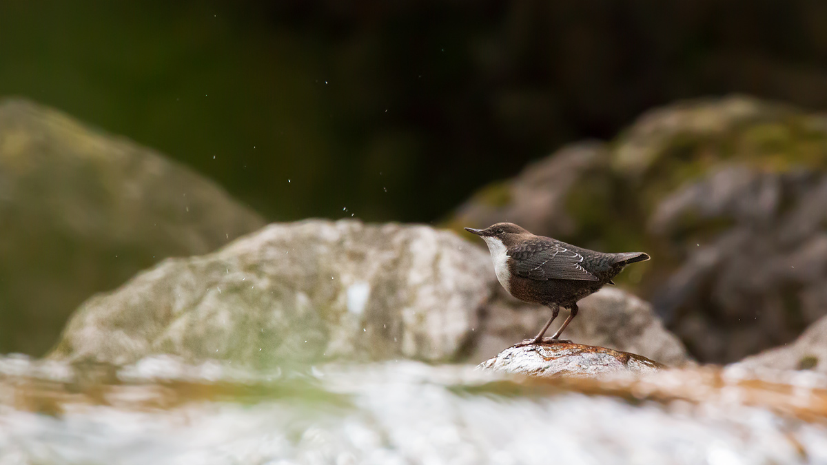 Dipper