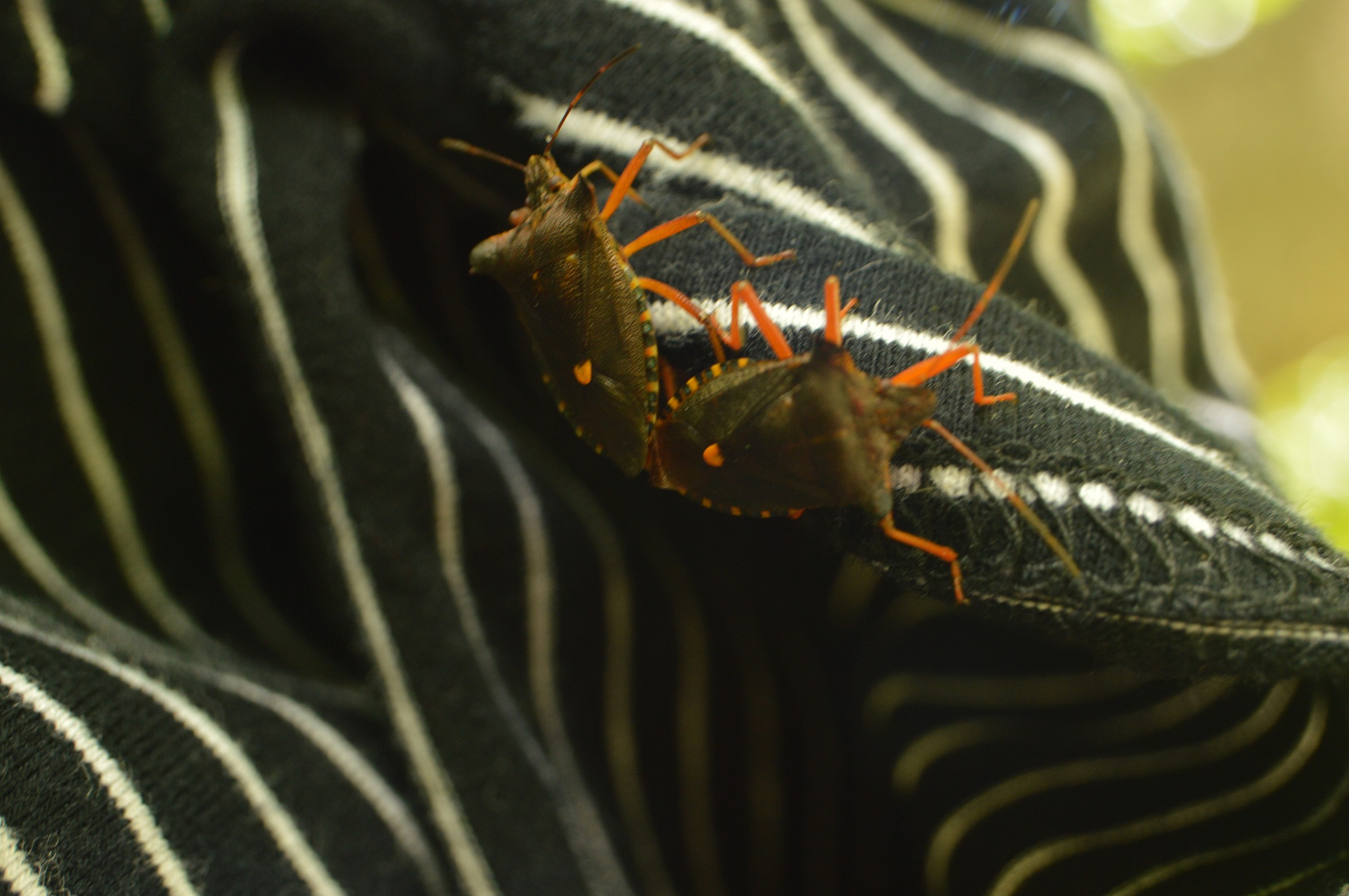 riproduzione senza sguardo