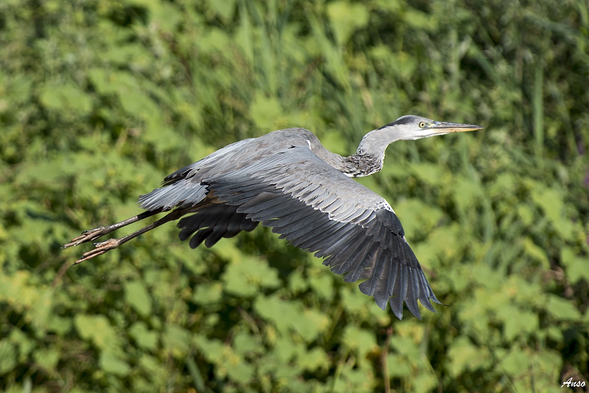 c heron in flight