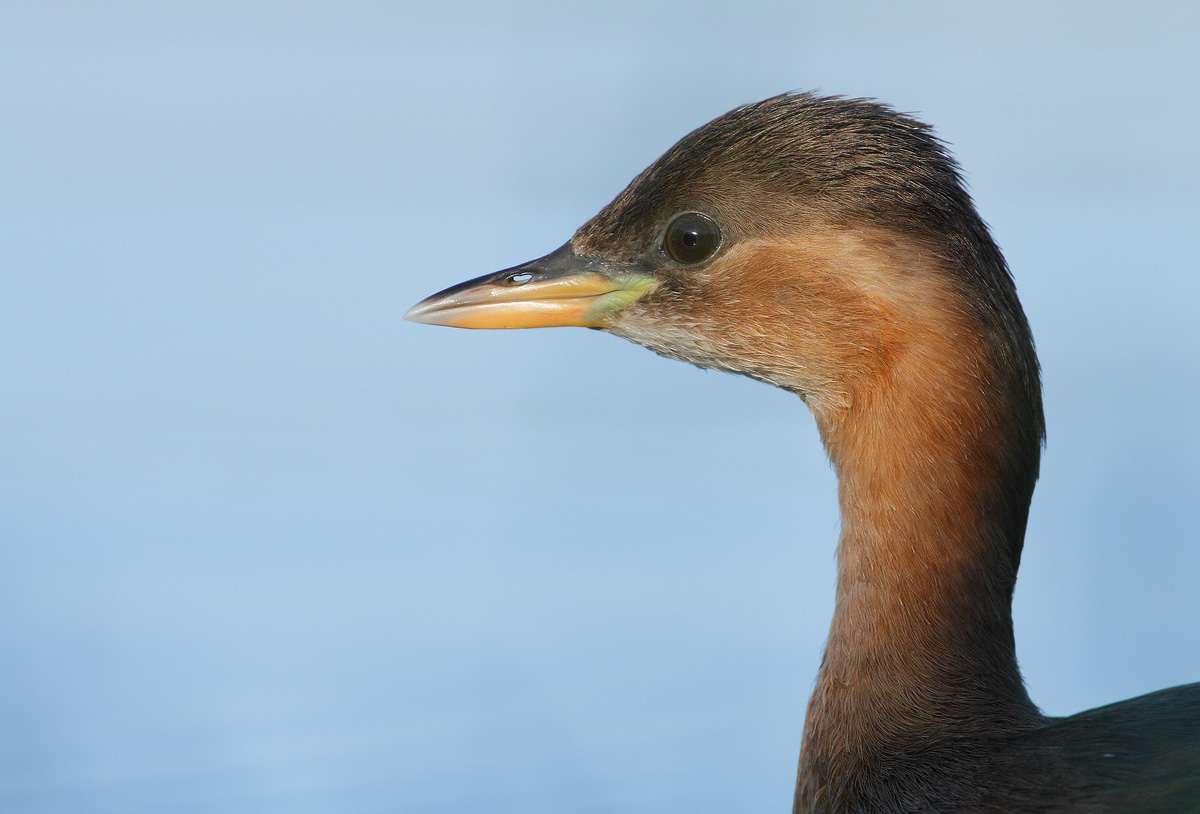 Little Grebe