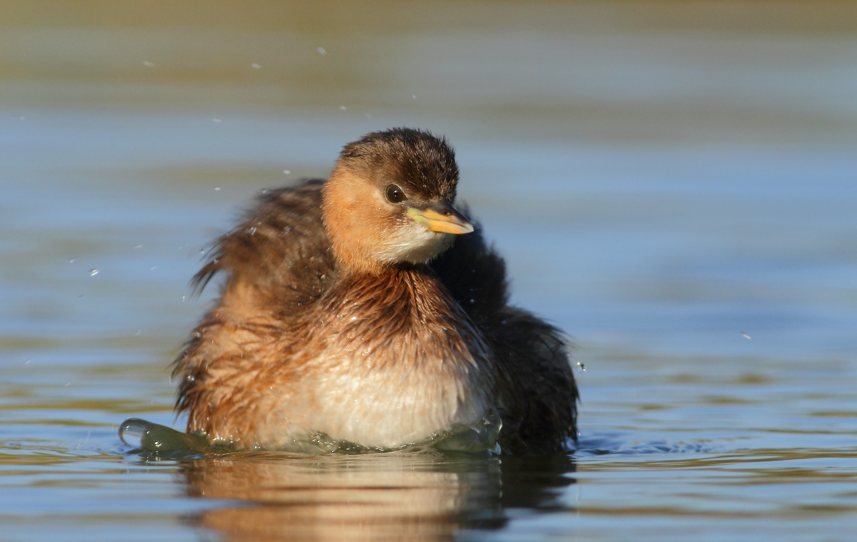 Little Grebe