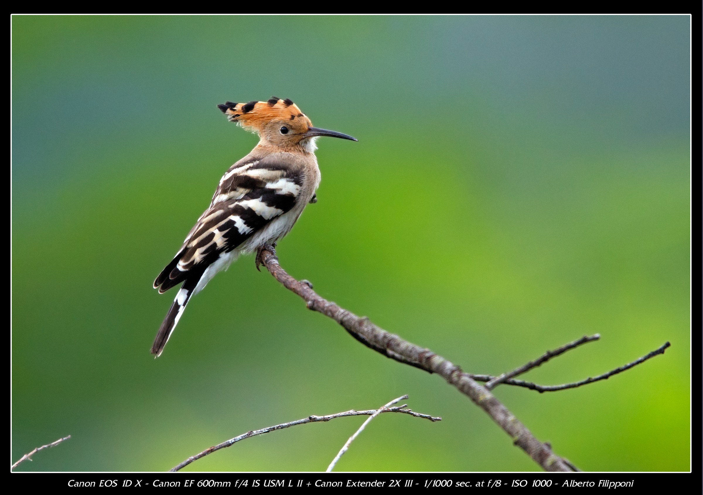 Hoopoe