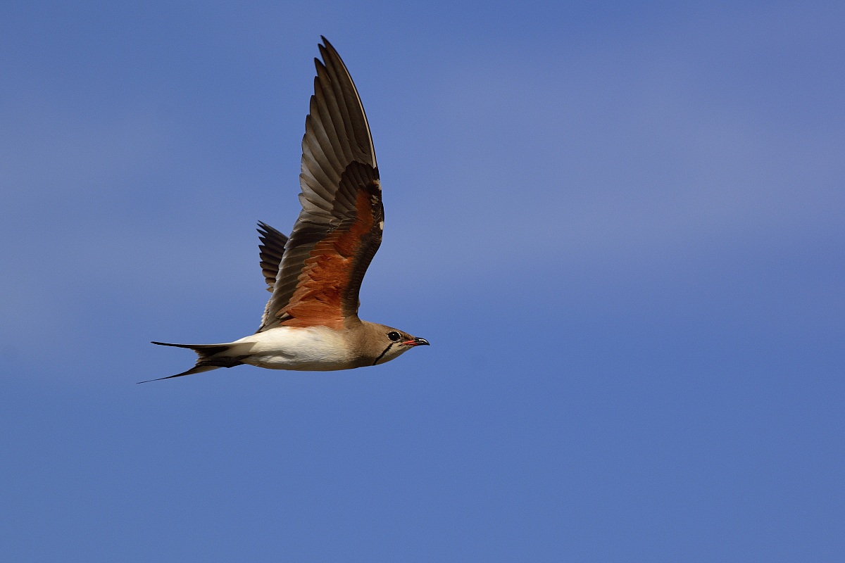 Pratincole