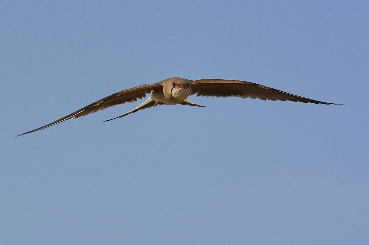 Pratincole