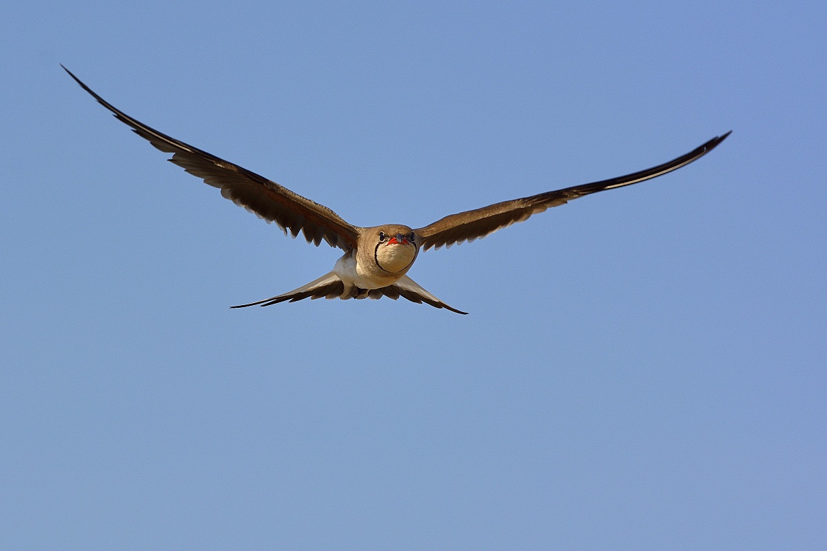 Pratincole