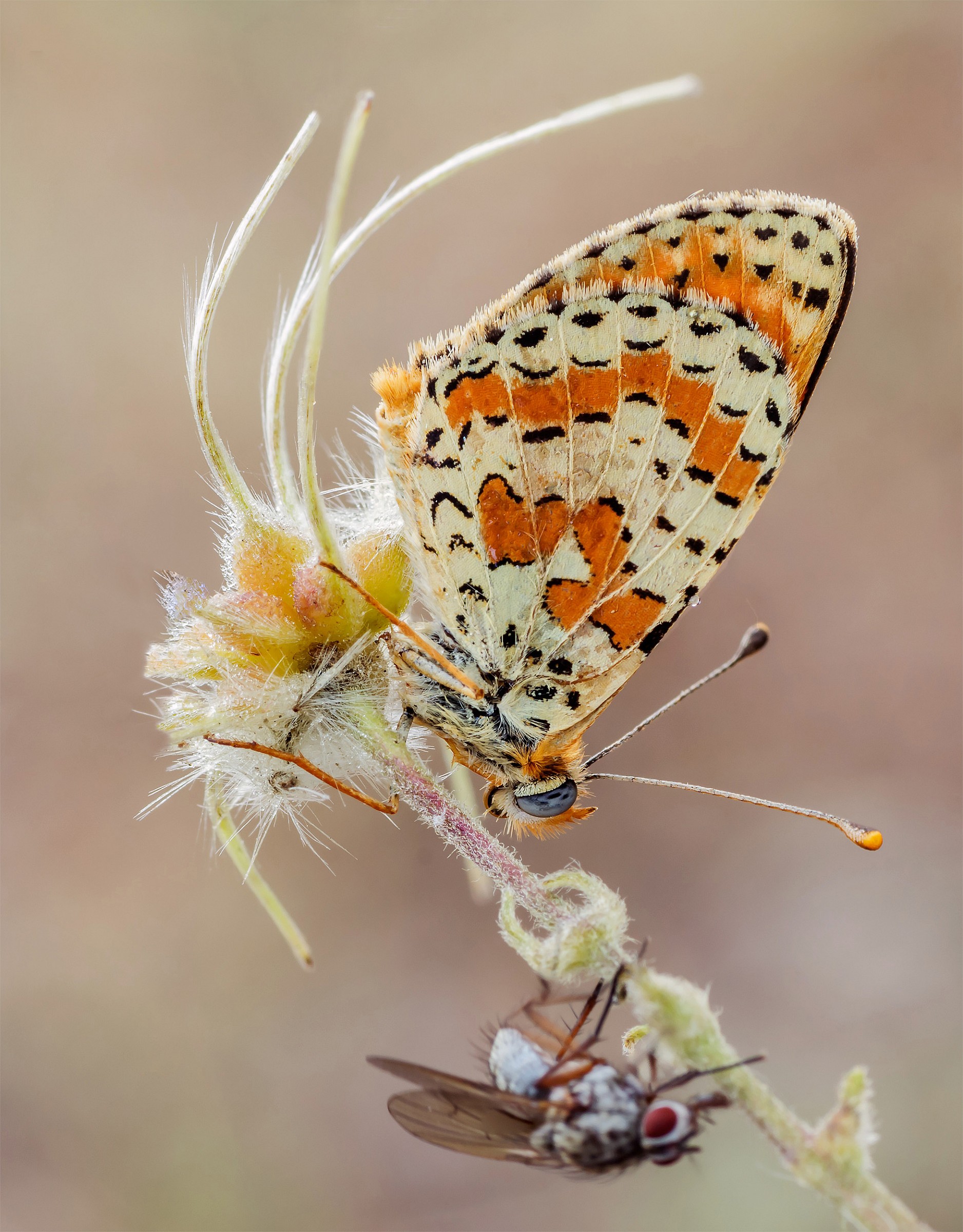 Melitaea dydima...