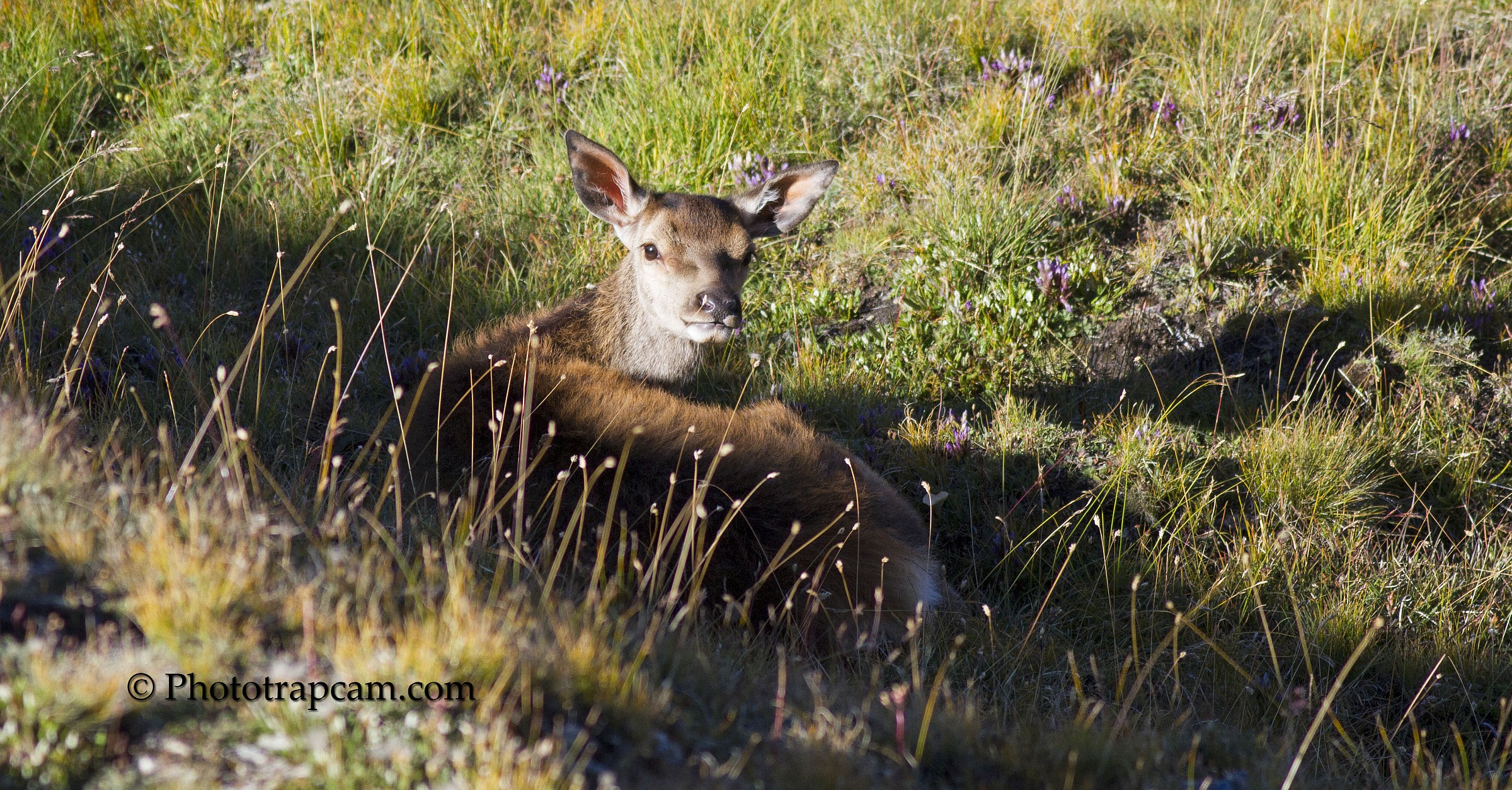 Giovane Cervo all'alba.