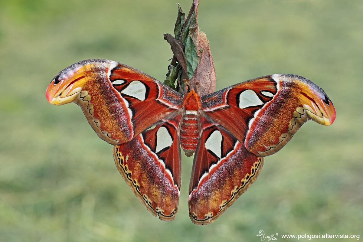 Attacus atlas