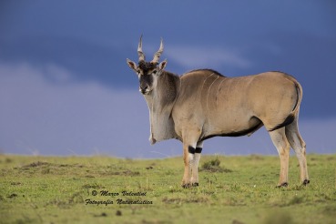 Taurotragus oryx